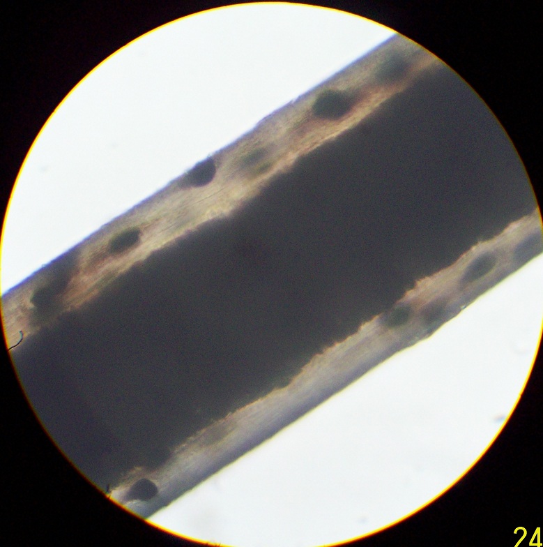 dog hair under a microscope | Color Genetics